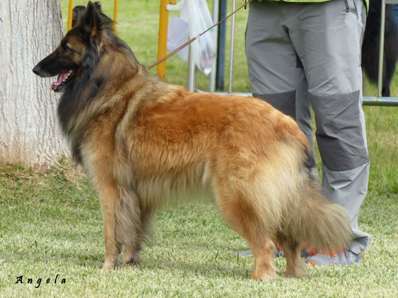 Mara Jade del Clamiu EXC 4 abierta hembras